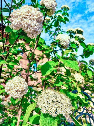 Obraz na płótnie Spiraea latifolia, commonly known as broadleaf meadowsweet, is a shrub in the family Rosaceae. It has often been treated as a variety of Spiraea alba (white or narrowleaf meadowsweet). w salonie