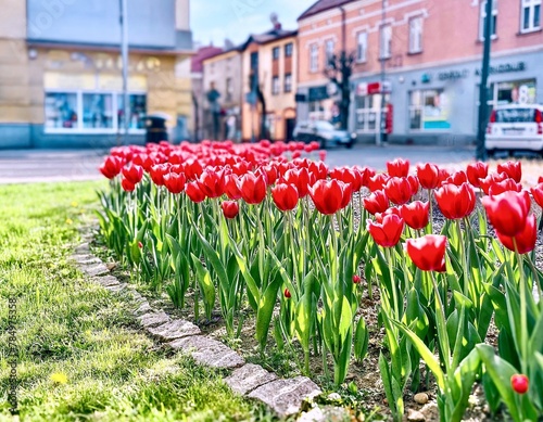 Beautiful red tulips in the city of Jaslo, Poland