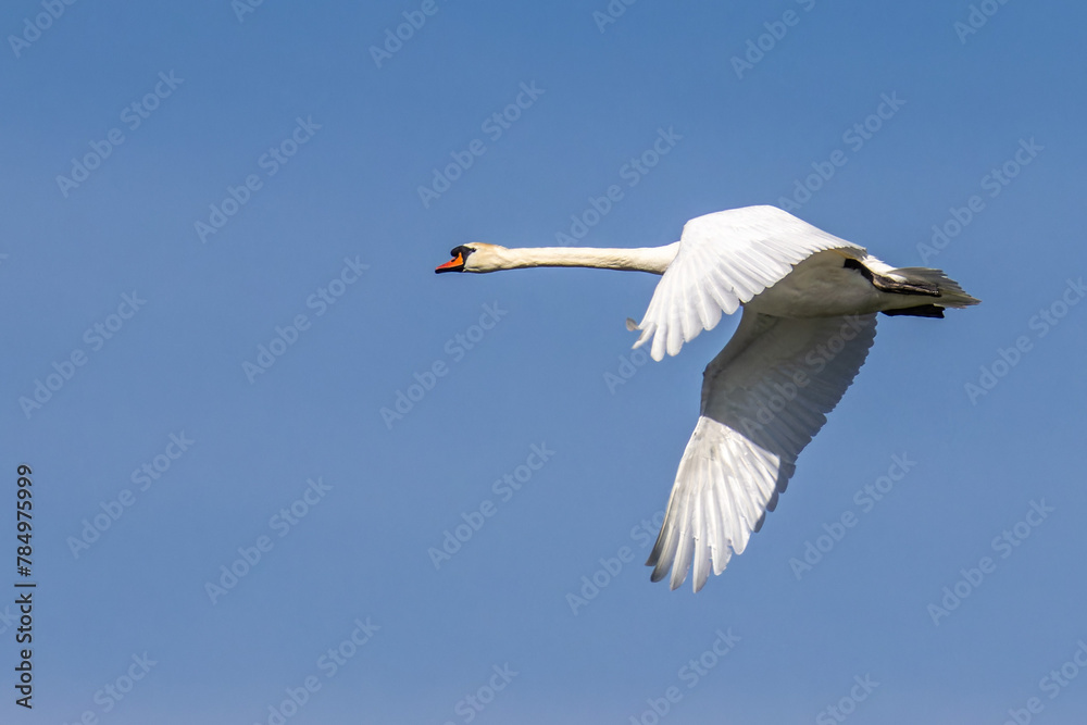 Mute swan, Cygnus olor flying over a lake in the English Garden in Munich, Germany