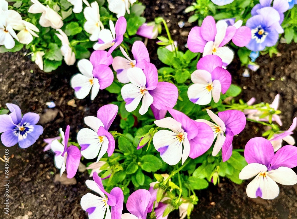 Colorful pansy flowers in the garden, selective focus, shallow DOF.