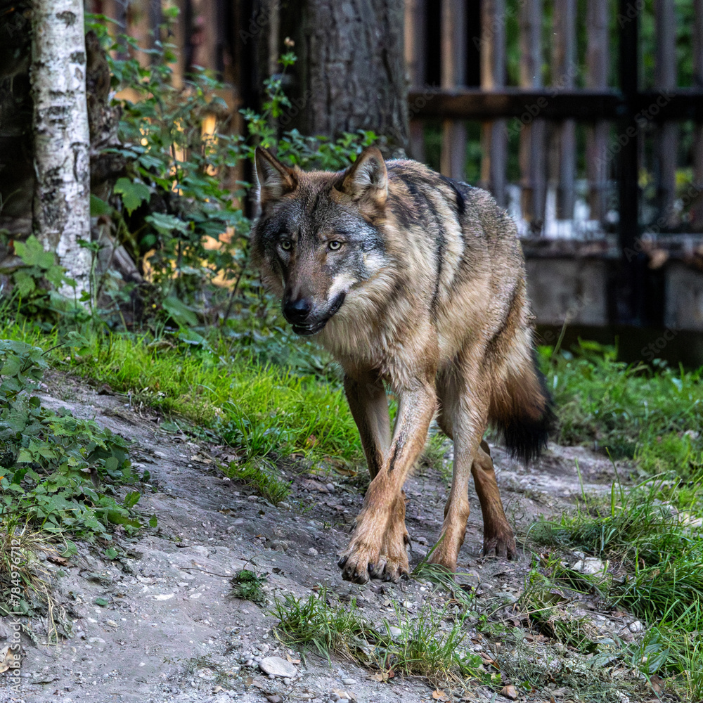Fototapeta premium European Grey Wolf, Canis lupus in a german park