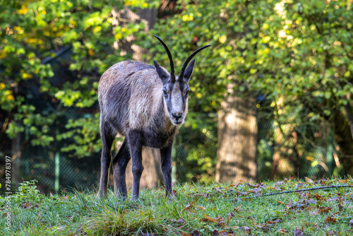 Apennine chamois, Rupicapra pyrenaica ornata, is living in Italy and Spain photo