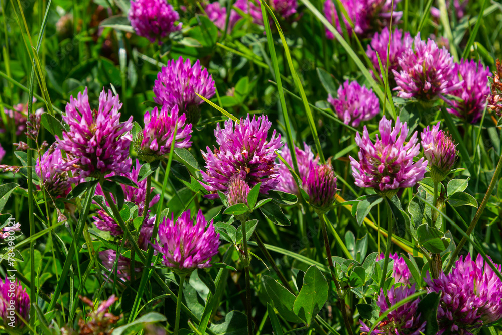 Trifolium pratense, red clover. Collect valuable flowers fn the meadow in the summer. Medicinal and honey-bearing plant, fodder and in folk medicine medically sculpted wild herbs Trifolium pratense, red clover. Collect valuable flowers fn the meadow in the summer. Medicinal and honey-bearing plant, fodder and in folk medicine medically sculpted wild herbs
