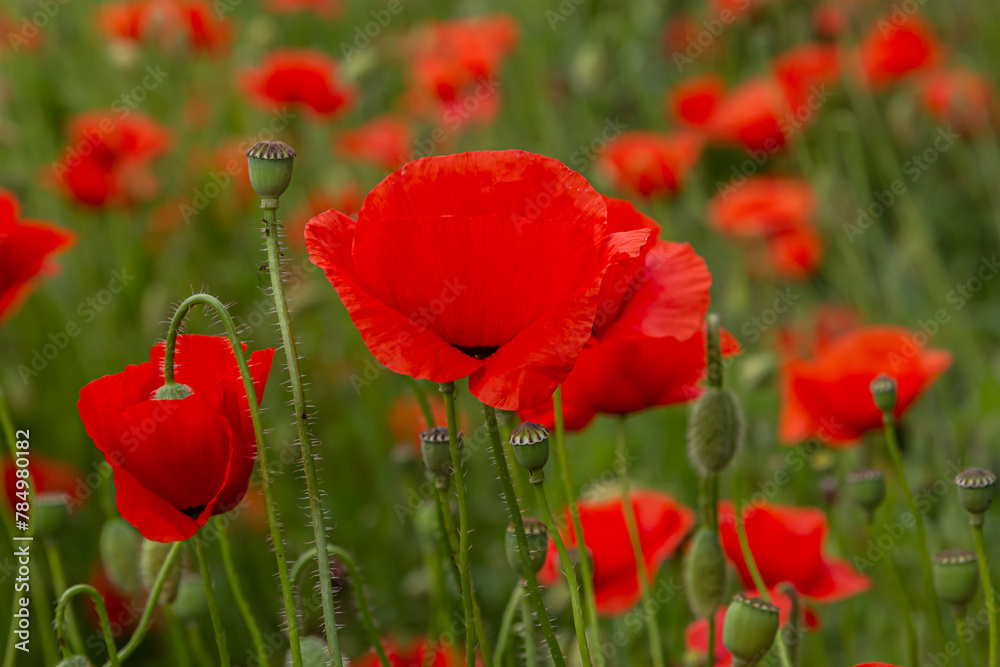 Naklejka premium Papaver rhoeas or common poppy, red poppy is an annual herbaceous flowering plant in the poppy family, Papaveraceae, with red petals