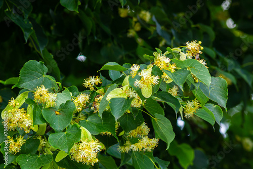 Tilia cordata linden tree branches in bloom, springtime flowering small leaved lime, green leaves in spring daylight photo