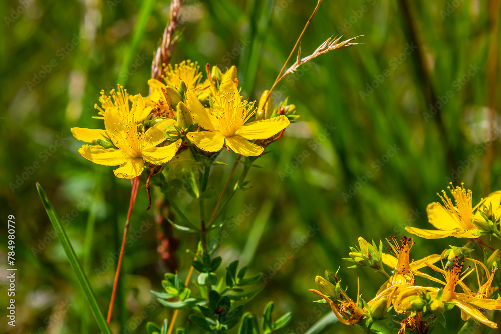 close-up of the yellow blossoms of Hypericum perforatum, a herbal medicine close-up of the yellow blossoms of Hypericum perforatum, a herbal medicine