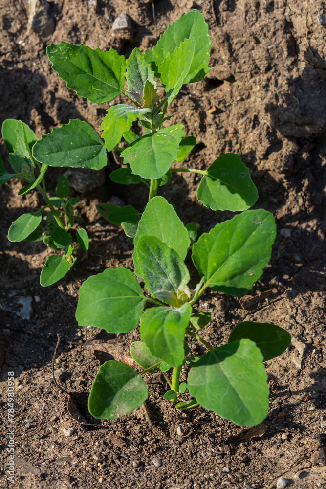 Chenopodium album, edible plant, common names include lamb's quarters, melde, goosefoot, white goosefoot, wild spinach, bathua and fat-hen Chenopodium album, edible plant, common names include lamb's quarters, melde, goosefoot, white goosefoot, wild spinach, bathua and fat-hen