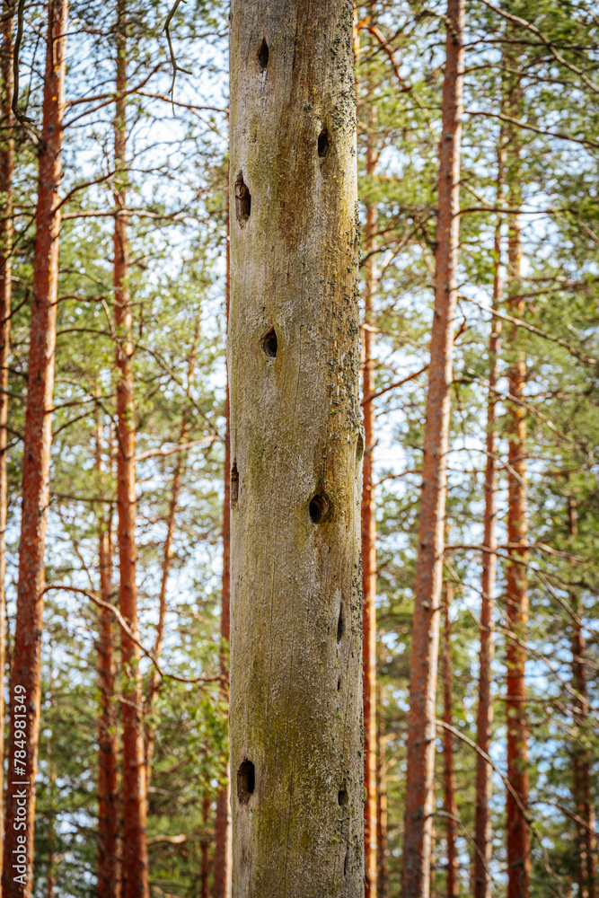 Fototapeta premium Dry pine tree with birds nests in pine forest