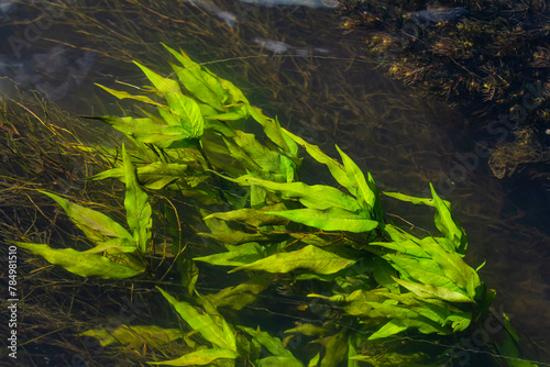 Aquatic plants. Freshwater algae background. Photographer's shadow. Ecological concept. Blur under water