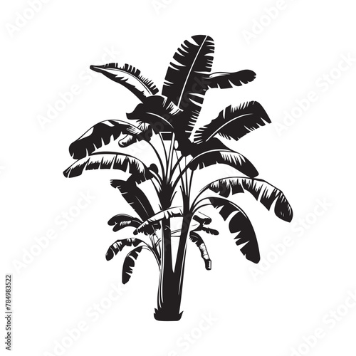 Banana Tree Vector Images, Illustration of a Banana Tree