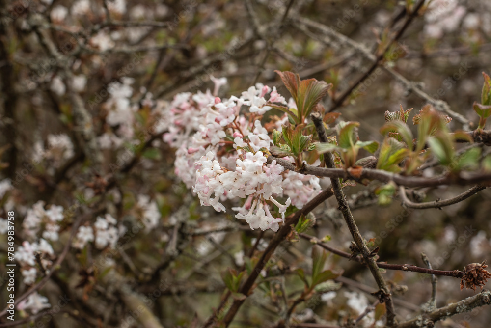 close up of the small blossoms of a winter snowball