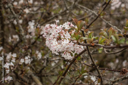 close up of the small blossoms of a winter snowball