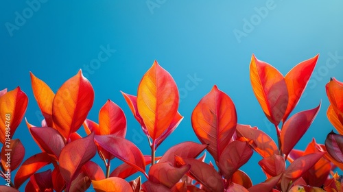 Seasonal Leaves: A photo of vibrant red and orange leaves against a clear blue sky