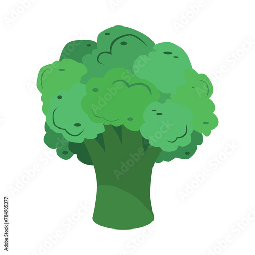 Broccoli. Garden cabbage. Vegetable culture for a healthy and delicious diet. A dietary vegetarian product. Vector illustration.