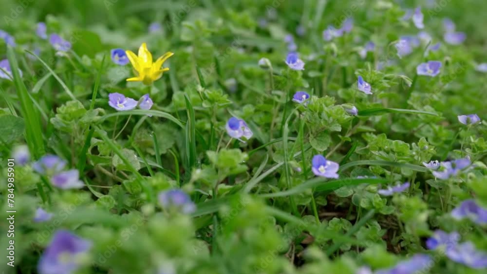 purple flowers in spring