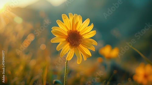 yellow flower basking in the golden sunlight