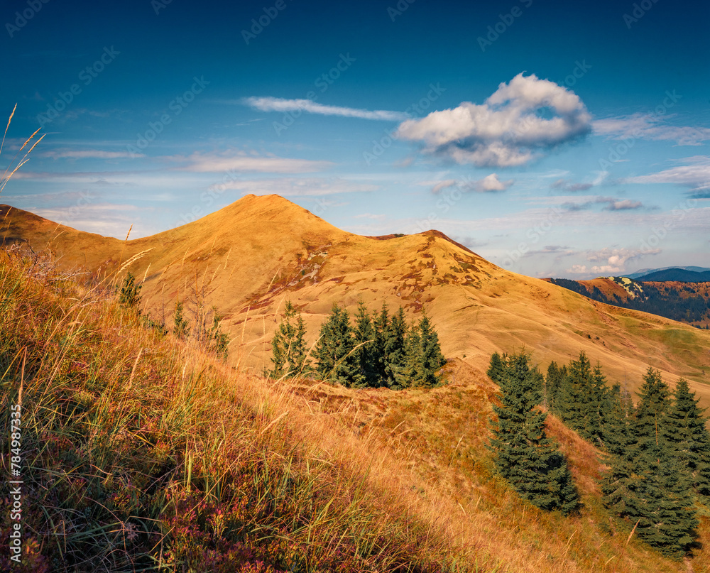 Colorful autumn view of Strymba peak with fir tree forest, Colochava outskirts location, Ukraine, Europe. Stunning morning scene of Carpathian mountains. Beauty of nature concept background.