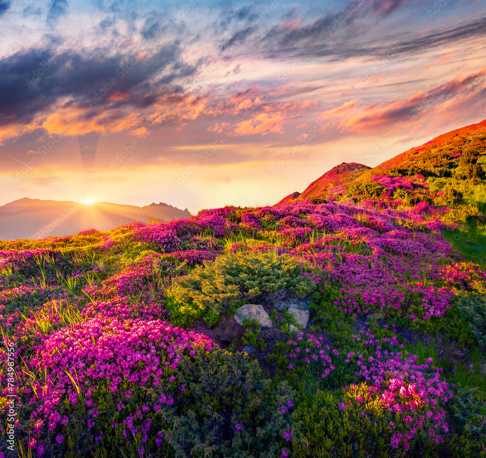 Unbelievable sunrise on Chornogora mountain range. Blooming pink rhododendron flowers on Carpathian hills. Beauty of nature concept background.