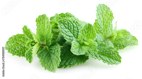 Fresh mint leaves isolated on white background. Mint leaves close up.