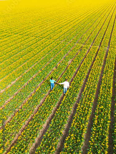 Men and women in flower fields seen from above with a drone in the Netherlands, Tulip fields in the Netherlands during Spring, diverse couple in a spring flower field seen from above