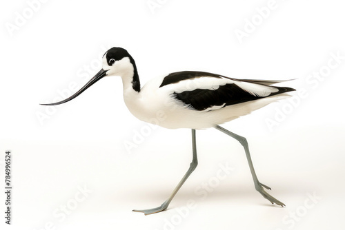 Graceful Avocet Standing in Profile with Black and White Plumage photo