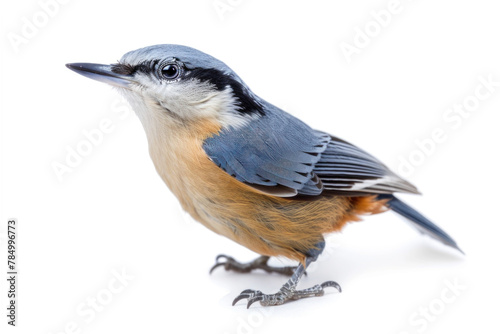 Vibrant Nuthatch Bird Perched Sideways with Vivid Blue and Orange Plumage Isolated on White