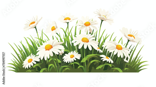 A gardening concept with white chamomiles on green