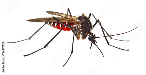 PNG Mosquito animal insect white background © Rawpixel.com