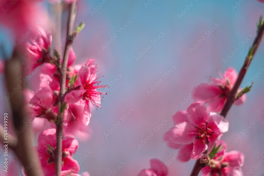 tree with pink peach flowers is in full bloom. The flowers are large and bright, and they are scattered throughout the tree. The tree is surrounded by a clear blue sky.