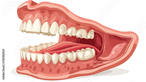 Structure of oral cavity. Human mouth anatomy model wi photo