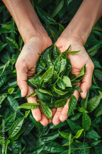 Hand holding green tea leaves