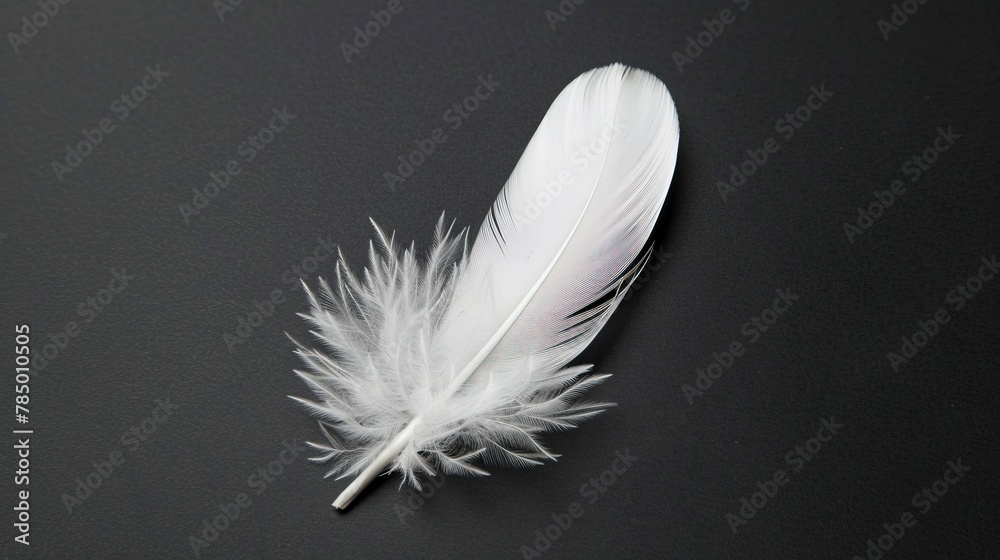 Obraz premium White Feather