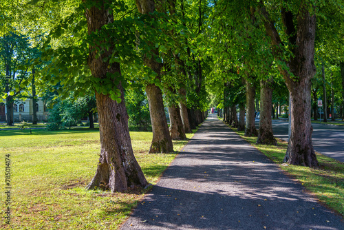 walking path in a city park with old green trees in summer sunny day