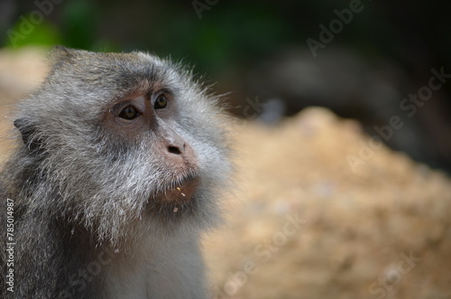 Monkey in Pusuk forest, Lombok, Indonesia photo