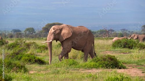 Elephant herd walks through the savanna of Amboseli National Park in Kenya  Apr 2024