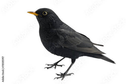Small Black Bird With Yellow Beak Perched on Branch
