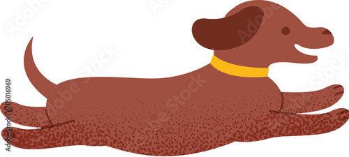 A Running Dachshund