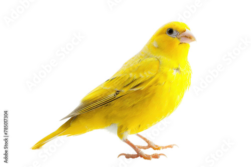 Yellow Bird Standing on White Surface © Cool Free Games