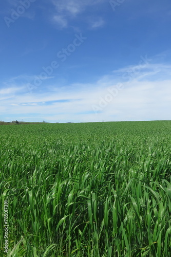 Campagna, campo di grano