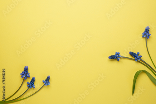 Spring flowery minimal flat lay from Muscari flowers. Blue blooming florets on yellow background, copy space. Spring flower grape hyacinth close-up.Top view, flat lay. photo