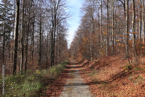 Blick auf die Herbstlichen Wälder bei Schmallenberg im Sauerland photo