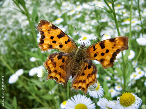 Butterfly Polygonia satyrus sits on a white flower