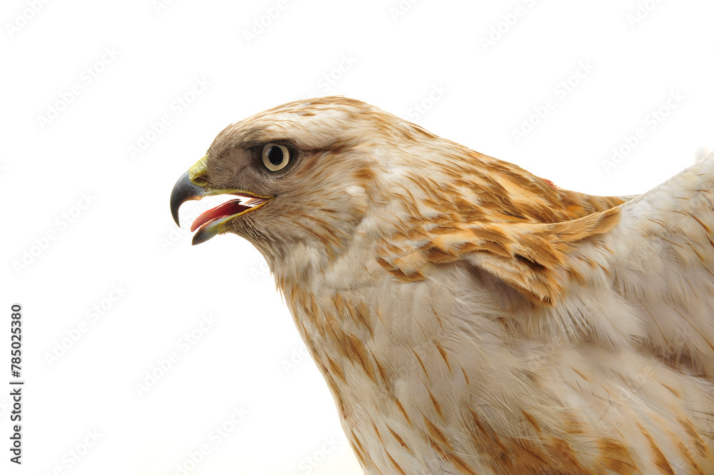 Fototapeta premium The eagle head features on a white background