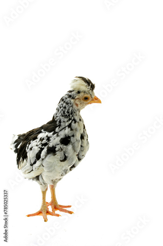 Chicken  chicken wing on a white background