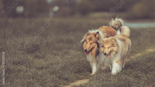 2 rough Collies Langhaar erwachsen und Welpe laufen entspannt auf einer Wiese nebeneinander Var. 4