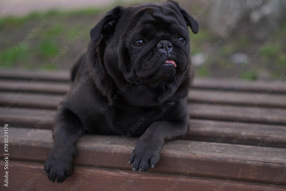 Obraz premium bulldog puppy sitting