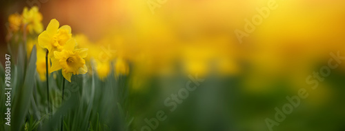 wiosenny baner, żonkile , narcyze w parku, daffodils 