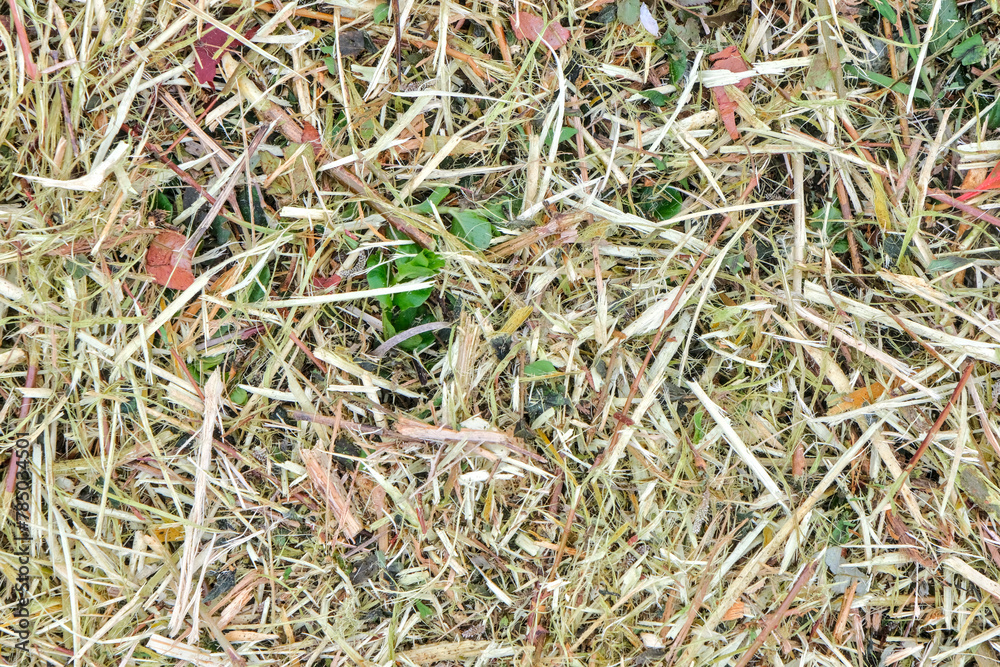 Shredded wood background with small green leaves Shredded wood background with small green leaves