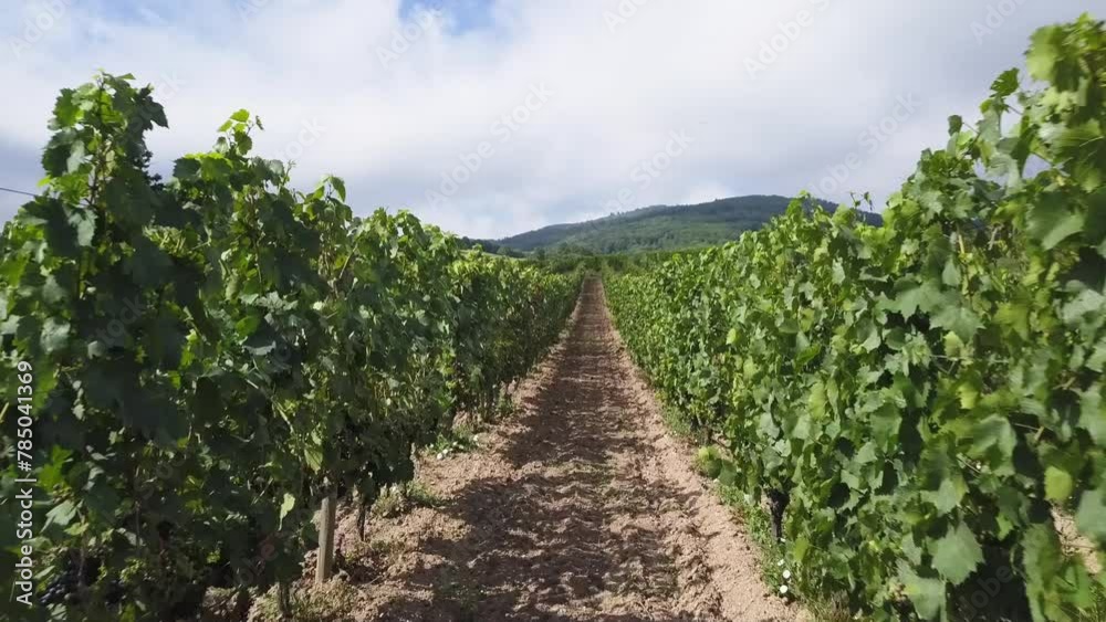 Ascending drone shot of rows of grapevines plants in a vineyard on a sunny day in Ambierle, France Ascending drone shot of rows of grapevines plants in a vineyard on a sunny day in Ambierle, France