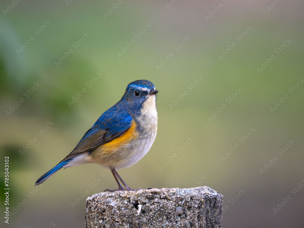 木陰の杭の上に留まっているルリビタキの雄
